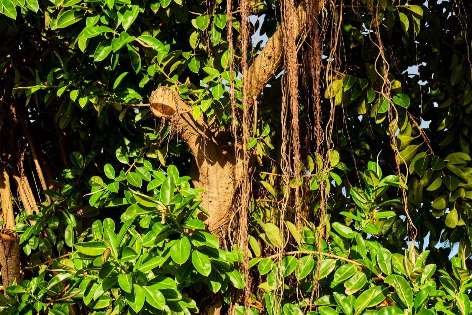 FY22_Bacardi_CasaBacardi_PuertoRico_Sustainability_Polenatia_Garden_119-1