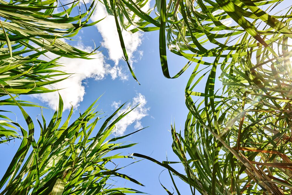 FY23_Global_Bacardi_Sugarcane16458_AdvertisingAsset_CasaBacardi