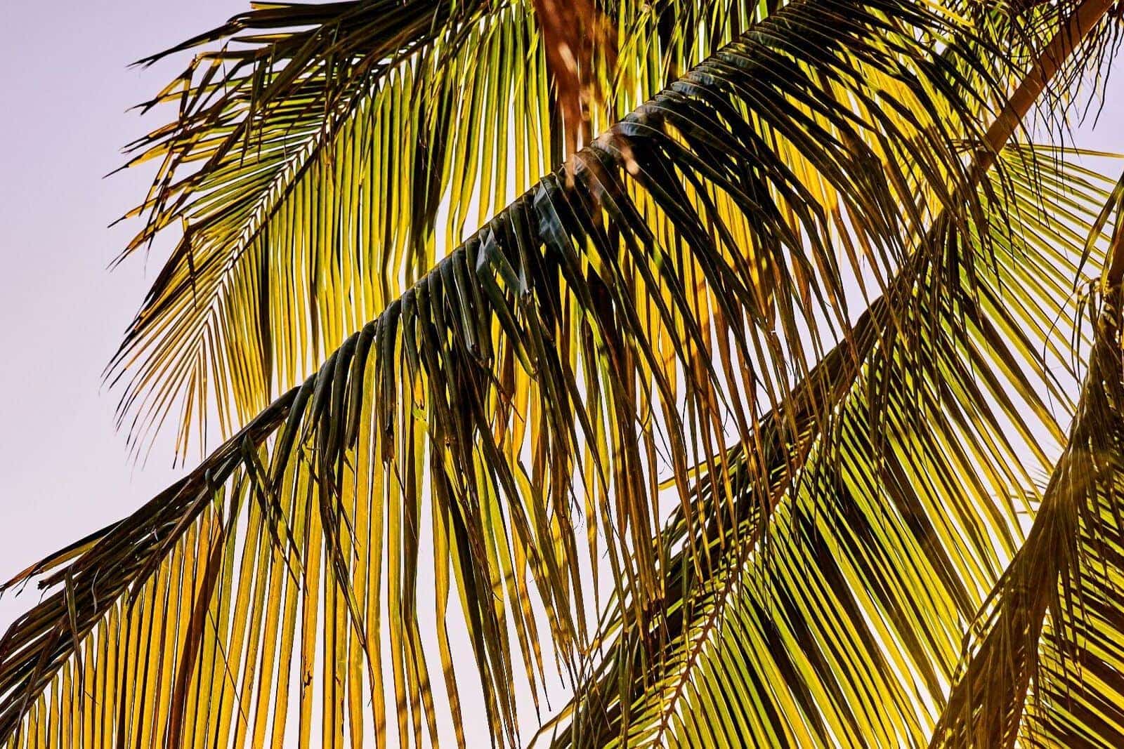 FY22_Bacardi_CasaBacardi_PuertoRico_Sustainability_Beach-2-1-1