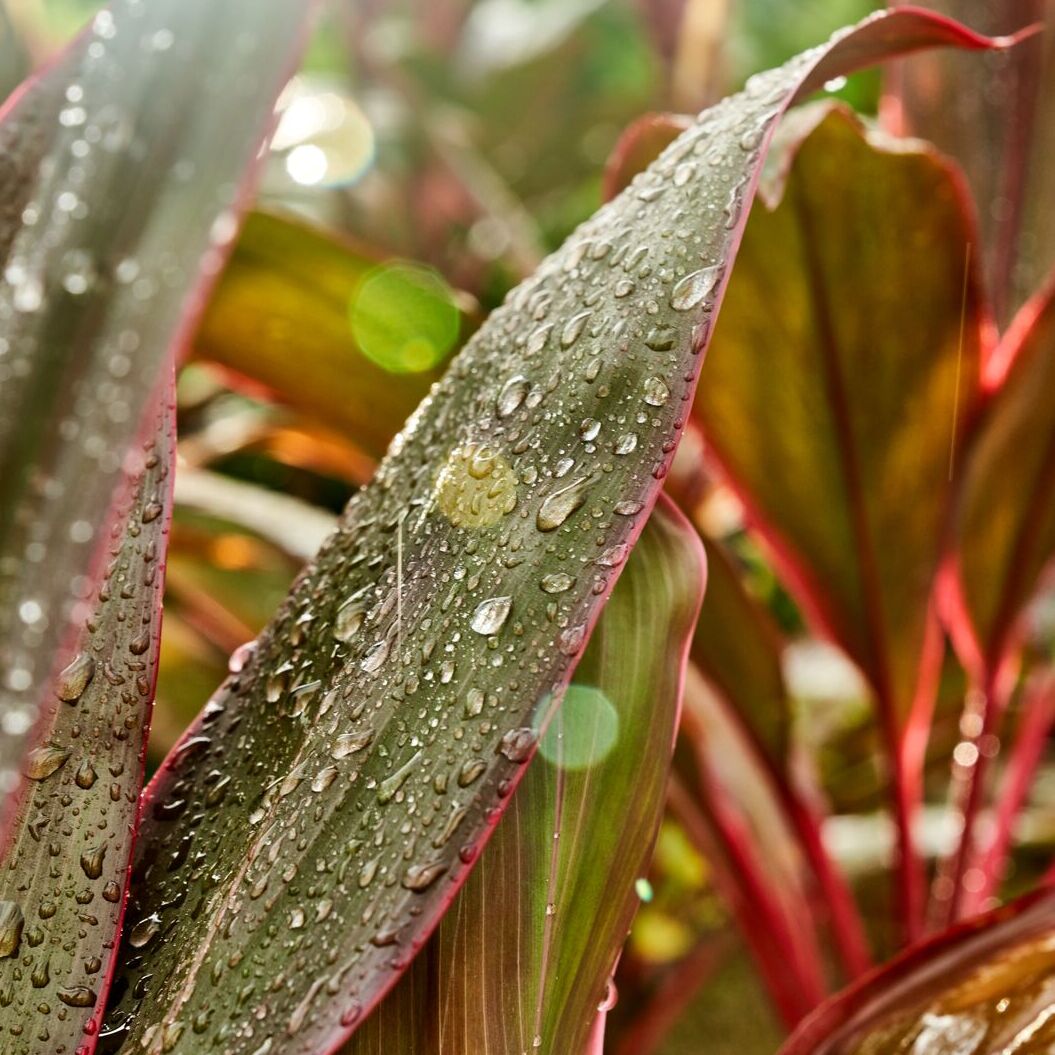 FY23_Global_Bacardi_PolenatiaGarden157_AdvertisingAsset_CasaBacardi-1